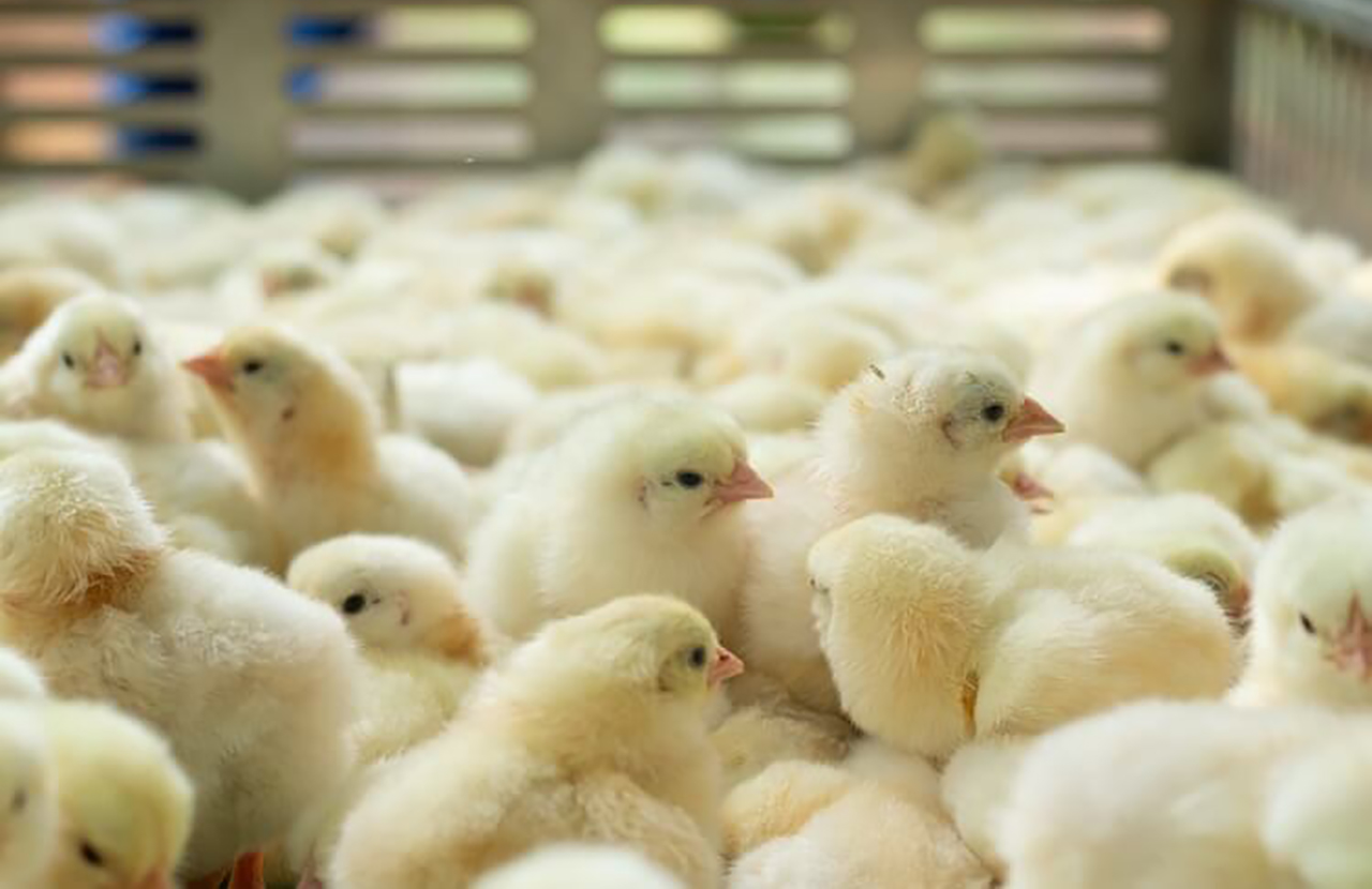 Enhancing the Nutritional Profile of Chick Feed for Optimal Growth