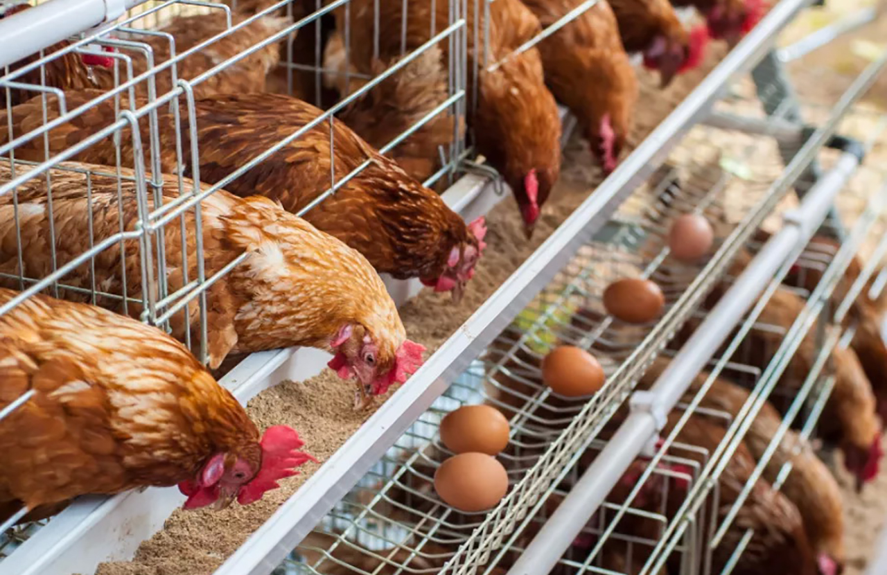 Hazards of Low-Quality Layer Feed in Poultry Farming