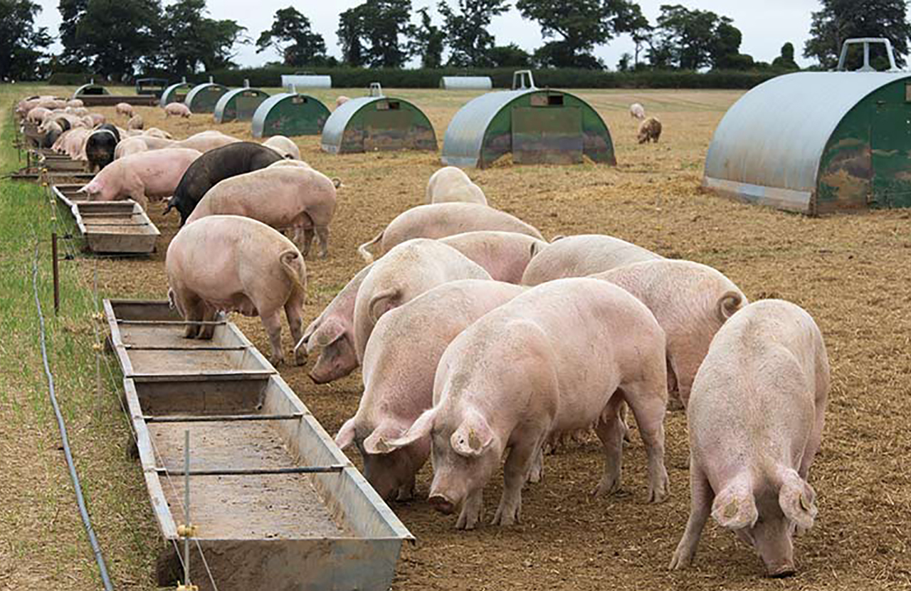 The Effect of Calcium Formate on Piglet Feed