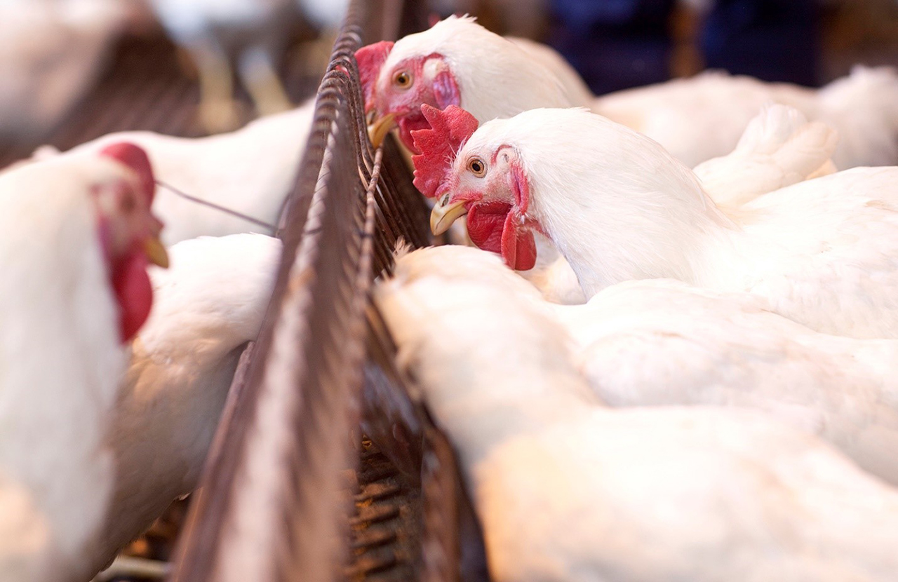 Is Valine an Essential Nutrient for Poultry Feeding?