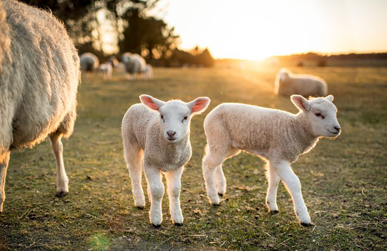 The Significance and Application of Ascorbic Acid in Animal Nutrition